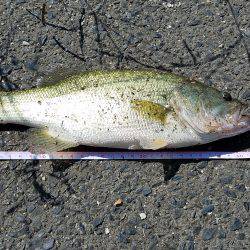 初ブラックバス