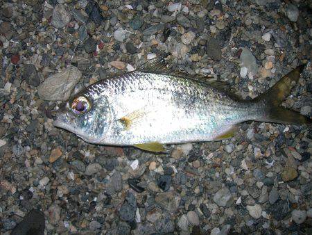 ワームでアマギ（クロサギ）