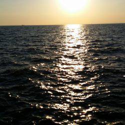 太刀魚は好調です