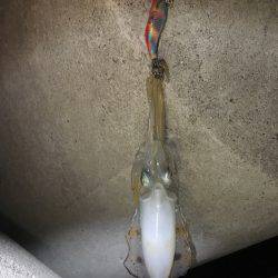 こましなアオリイカ