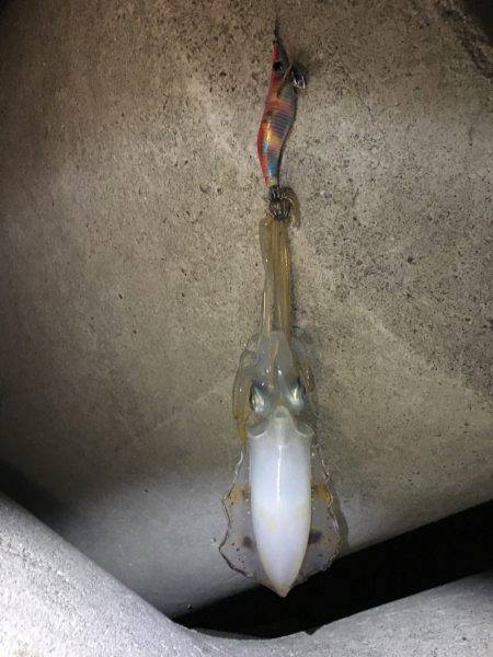 こましなアオリイカ