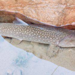 久方ぶりのトラウト