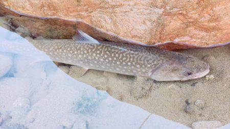 久方ぶりのトラウト