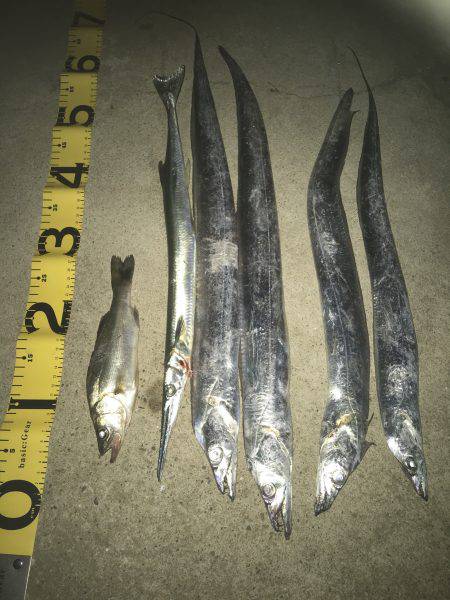 ケイムラピンクファントムは魚種限定解除！？…