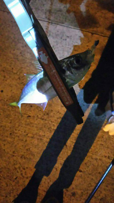 小アジ入れ食い