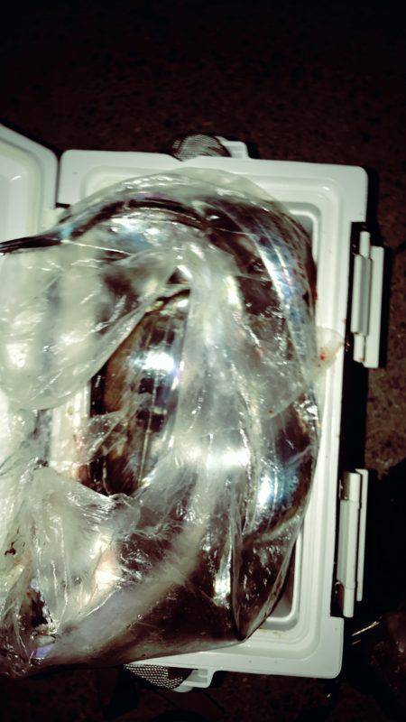 タチウオの処理に追われる男。