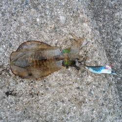 アオリの新子いじめ