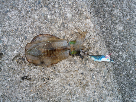 アオリの新子いじめ