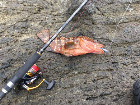 阿久根港横の亀崎にてキジハタ