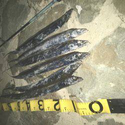 本日は海太刀魚ならぬ川太刀魚！？