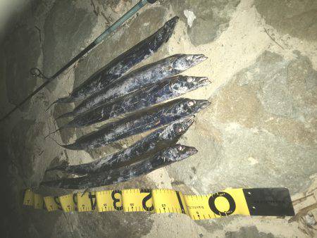 本日は海太刀魚ならぬ川太刀魚！？