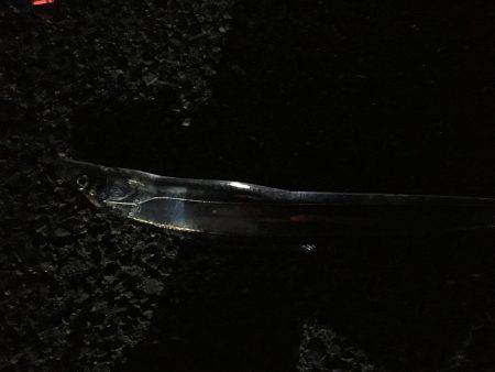 タチウオ速報‼︎