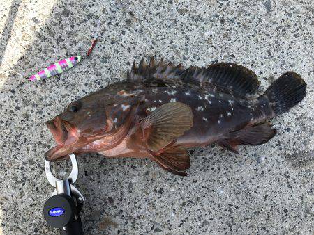 まさかの高級魚と初タチウオ