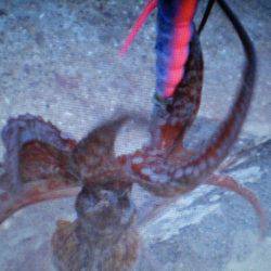 タコ釣り最終か