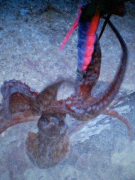 タコ釣り最終か