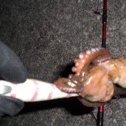 まだいる真子タコ