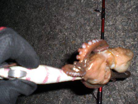 まだいる真子タコ