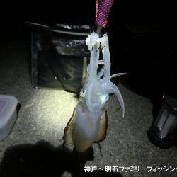 剣先イカとアオリイカ