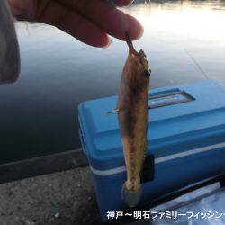 ハゼシーズンにはまだ早い？