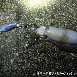 3時間でアオリ2杯