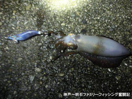 3時間でアオリ2杯