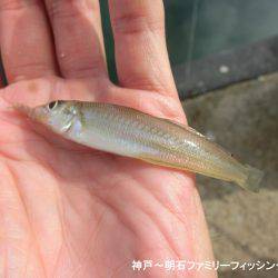 ハゼのシーズンになったか？