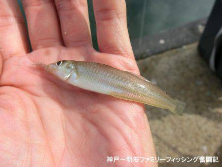 ハゼのシーズンになったか？