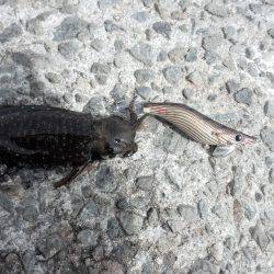 今年初エギング