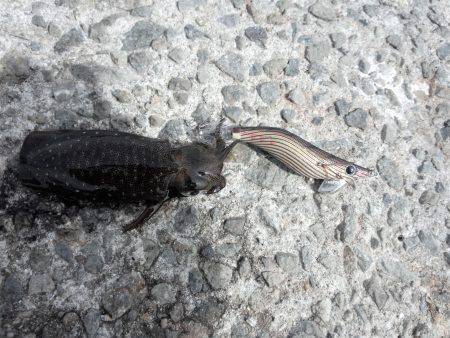 今年初エギング