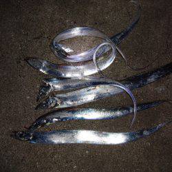 太刀魚良く釣れますが人も半端無い！