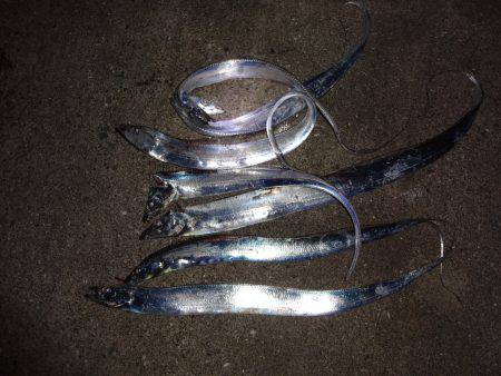 太刀魚良く釣れますが人も半端無い！