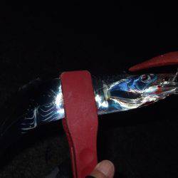 大潮はタチウオ不調？