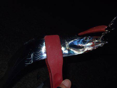 大潮はタチウオ不調？