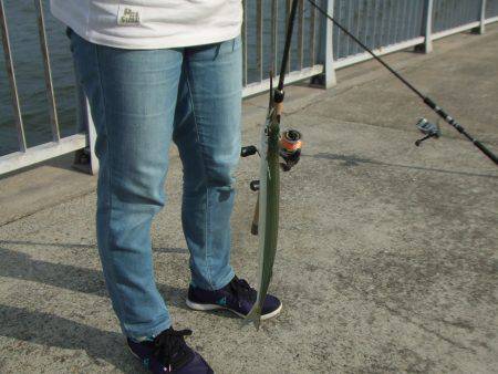 南芦屋浜 サヨリ爆超 楽しい!楽しい!