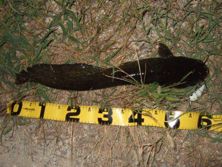 夏の癒やし釣行もいよいよ終盤に