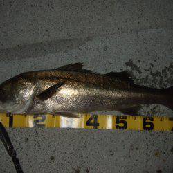 まさかのランカー