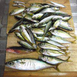 のませ&サビキ釣行