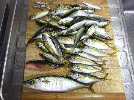 のませ＆サビキ釣行