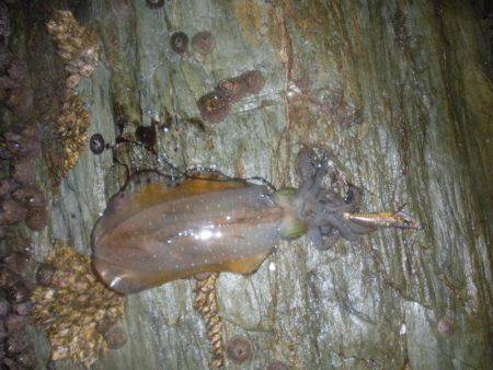 大潮なのにシブイ