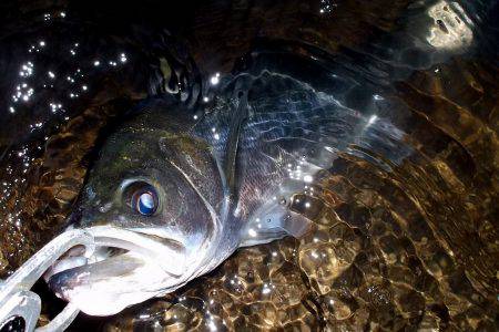 西宮浜跳ね橋　シーバス５０ｃｍ