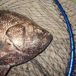 シーバス狙いでマツダイがヒット。