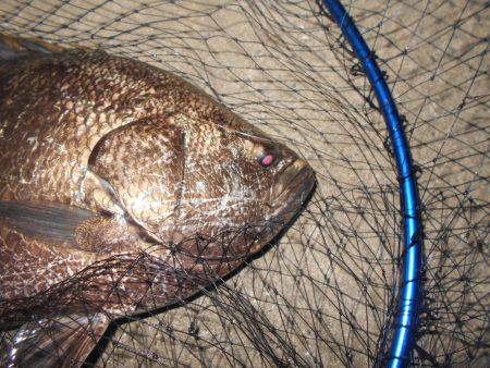 シーバス狙いでマツダイがヒット。