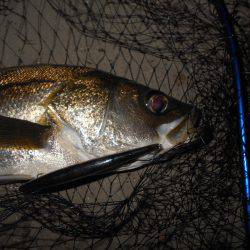 サヨリパターンでヒット♪。