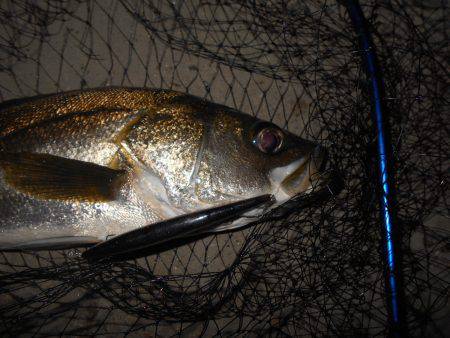 サヨリパターンでヒット♪。