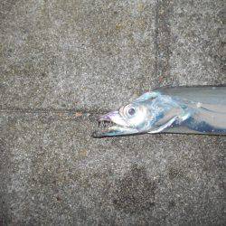 早朝のタチウオ。