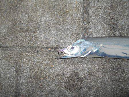 早朝のタチウオ。