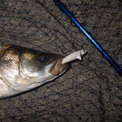 淀川シーバスも上向きか？。