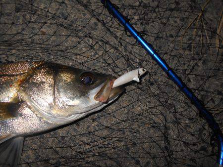 淀川シーバスも上向きか？。