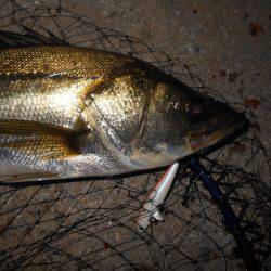 チヌにもサヨリパターンが有る?。