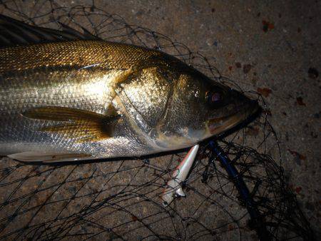 チヌにもサヨリパターンが有る？。